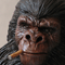 Gorilla Hunter
